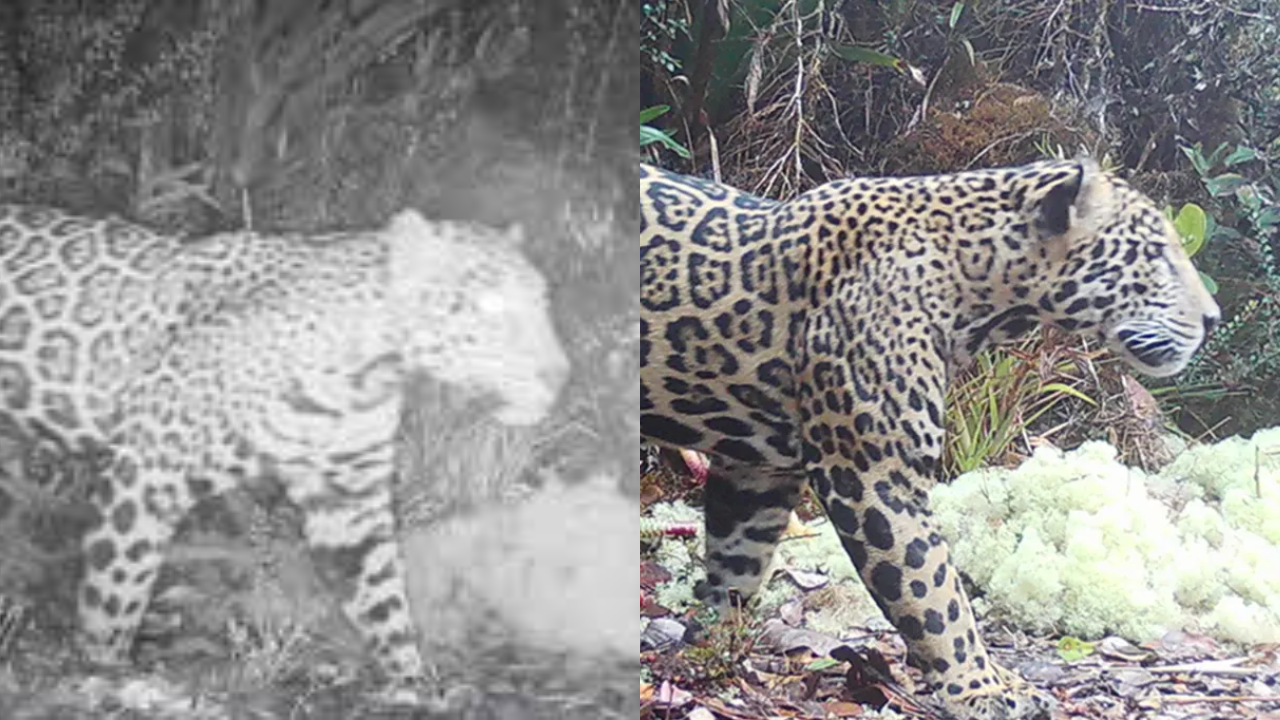 ‘Cloud Jaguar’ Caught on Camera for First Time in a Decade – Elusive Subspecies Prowls Honduras Mountain Range in Major Conservation Win