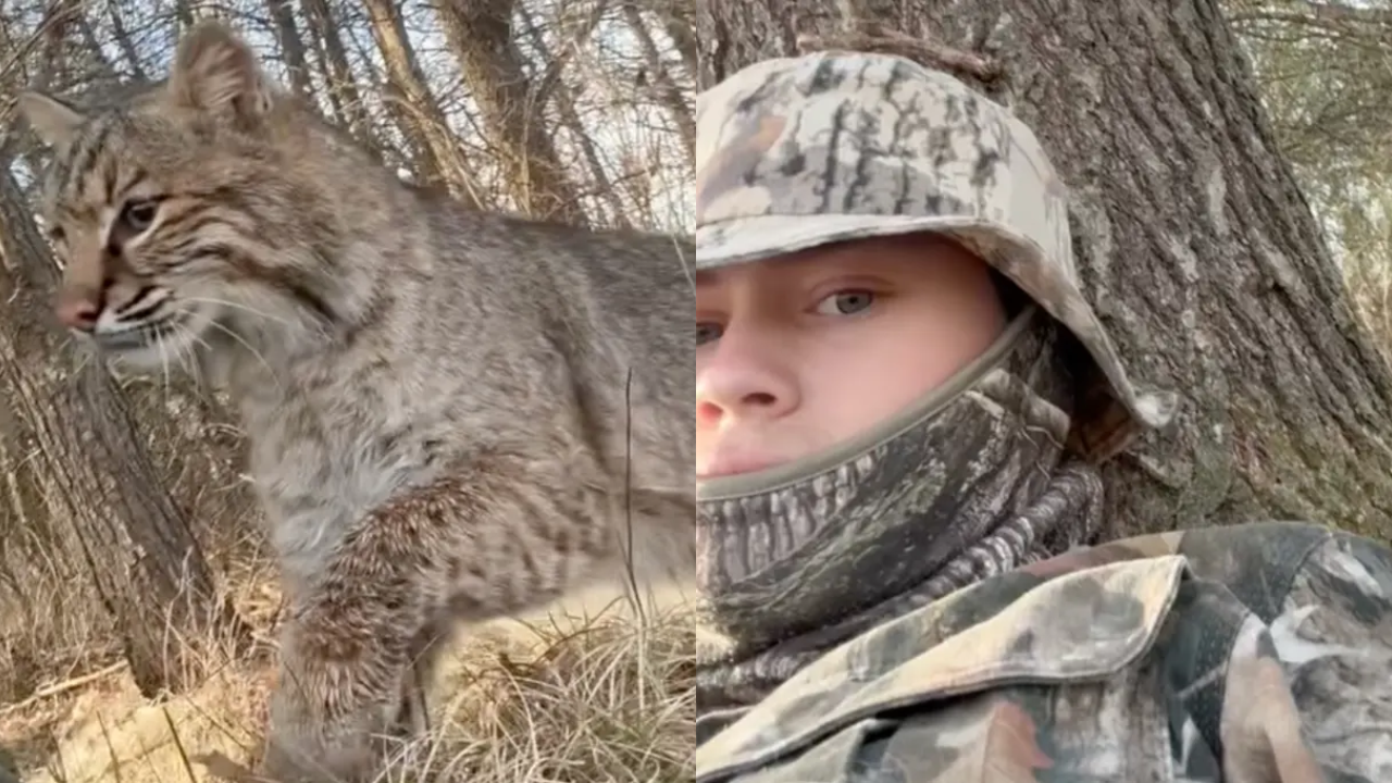 ‘I Was Like, Uh-Oh’: Wisconsin Teen Mauled by Bobcat During Turkey Hunt in Terrifying Viral Video – Hunter Shakes Off Attack, Returns Next Day for Bird
